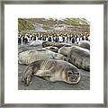 Elephant Seal Weaner Pups Framed Print