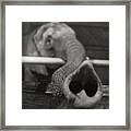Elephant Trunk Framed Print