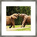 Elephants At Play 2 Framed Print