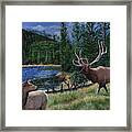 Elk At Beaver Lake  Yellowstone Framed Print