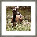 Elk At The Pond Framed Print