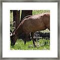 Elk Grazing Framed Print