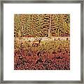 Elk Harem Framed Print