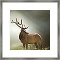 Elk In Suns Rays Framed Print
