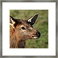 Elk No 5 4662 Framed Print
