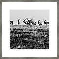 Elk On The Ridge Framed Print