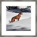 #ellie In Spring Snow On The Banks Of Framed Print