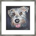Elliot, The Therapy Dog Framed Print