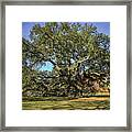 Emancipation Oak Tree Framed Print