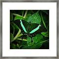 Emerald Swallowtail Framed Print