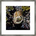 Emerging Hermit Framed Print