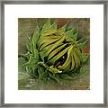 Emerging Sunflower Framed Print