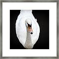 Swan At Emo Court Framed Print