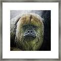 What A Face #1 Framed Print