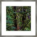 Enchanted Framed Print