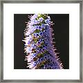 Enchium With A Glow Framed Print