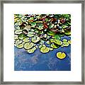 End Of July Water Lilies In The Clouds Framed Print