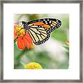 End Of Summer Flight Framed Print