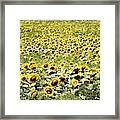 Endless Sunflowers Framed Print