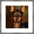 English Toy Terrier Framed Print
