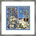 #enlight #spring #bloomingtree Framed Print