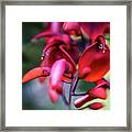 Erythrina Crista Galli Flower Spain Square Cadiz Spain Framed Print