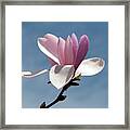 Etherial Magnolia Framed Print