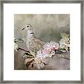 Eurasian Dove In The Garden Framed Print