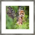 Eurasian Lynx Framed Print