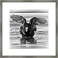 Eurasian Or Common Coot, Fulicula Atra, Duck Framed Print