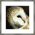 European Barn Owl Framed Print