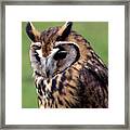 Eurasian Striped  Owl Framed Print