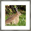 European Hare With Flower Framed Print
