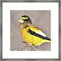 Evening Grosbeak Framed Print