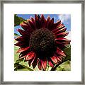 Evening Sun Sunflower #2 Framed Print