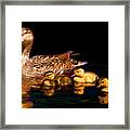 Evening Swim Framed Print