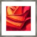 Everything's Coming Up Roses #rose Framed Print