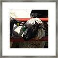 Ewe Gate Framed Print