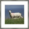 Ewe Guarding Lamb Framed Print