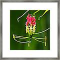 Exotic Bloom- St Lucia Framed Print