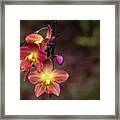 Exotic Orchid 2 Framed Print