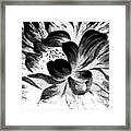 Expressive Black And White Abstract Floral A8816 Framed Print