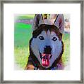 Expressive Siberian Husky  A62117d Framed Print