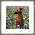 Expressive Puppy And Bluebonnets Photo A19316 Framed Print