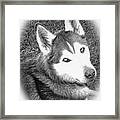 Expressive Siberian Husky Mixed Media A4617 Framed Print