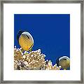 Exquisite Butterflyfish And Corals 3 Framed Print
