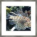 Exquisite Fish Framed Print