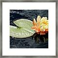 Exquisite Lotus Framed Print