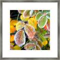 Eye Candy Framed Print