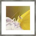 Butterfly Eye Contact Framed Print